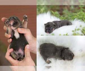 French Bulldog Puppy for sale in ROANOKE, IL, USA
