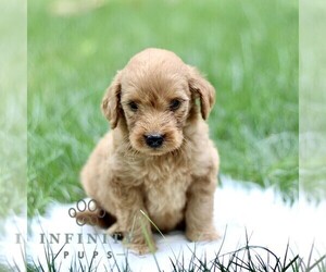 Goldendoodle Puppy for sale in NEW HOLLAND, PA, USA