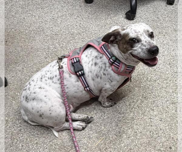 Medium Photo #2 Mutt Puppy For Sale in Westminster, MD, USA