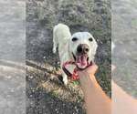 Small Mutt