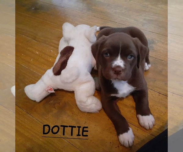 Medium Photo #3 Boxer-Unknown Mix Puppy For Sale in Hinton, WV, USA