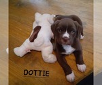 Small #2 Boxer Mix