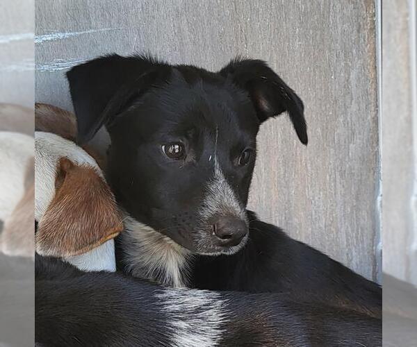 Medium Photo #1 Mutt Puppy For Sale in San Antonio, TX, USA