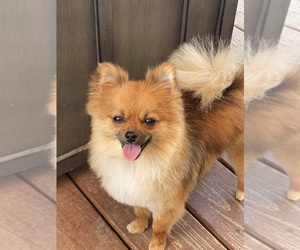 Pomeranian Puppy for sale in WHITELAND, IN, USA