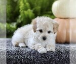 Small Photo #3 Bichpoo Puppy For Sale in CHRISTIANA, PA, USA