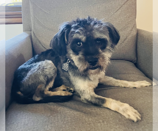 Medium Photo #1 Mutt Puppy For Sale in Bellevue, WA, USA