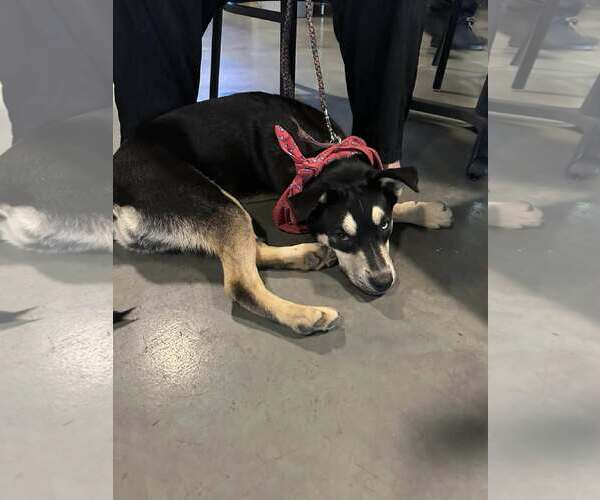 Medium Photo #3 Australian Shepherd-Unknown Mix Puppy For Sale in Minneapolis, MN, USA