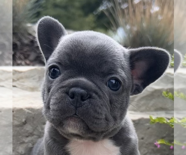 Medium Photo #3 French Bulldog Puppy For Sale in HUDSONVILLE, MI, USA