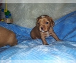 Small Photo #42 Australian Shepherd-Cavalier King Charles Spaniel Mix Puppy For Sale in HOWLAND, OH, USA
