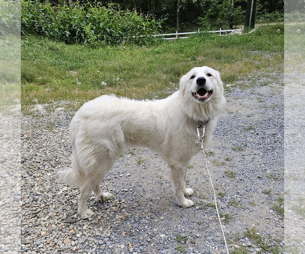 Medium Photo #4 Great Pyrenees Puppy For Sale in Croydon, NH, USA