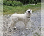 Small #3 Great Pyrenees