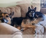 Small #3 Collie Mix