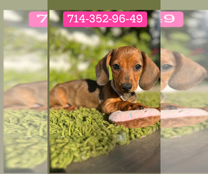 Dachshund Puppy for sale in SANTA ANA, CA, USA