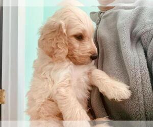 English Cream Golden Retriever-Poodle (Standard) Mix Puppy for sale in PEARBLOSSOM, CA, USA