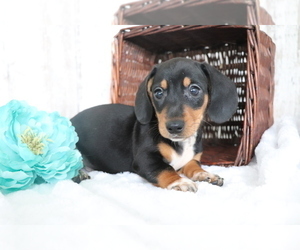 Dachshund Puppy for sale in SHILOH, OH, USA