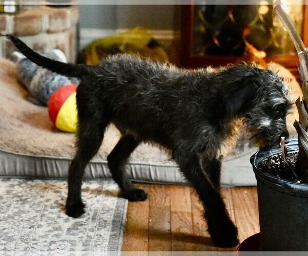 Medium Photo #1 Poodle (Miniature)-Unknown Mix Puppy For Sale in Mechanicsburg, PA, USA