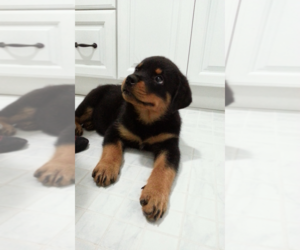 Rottweiler Puppy for sale in GARDEN GROVE, CA, USA