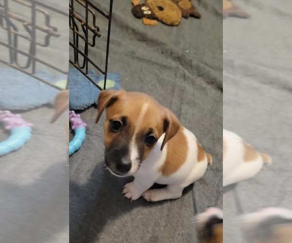 Medium Photo #8 Russell Terrier Puppy For Sale in MARSHVILLE, NC, USA