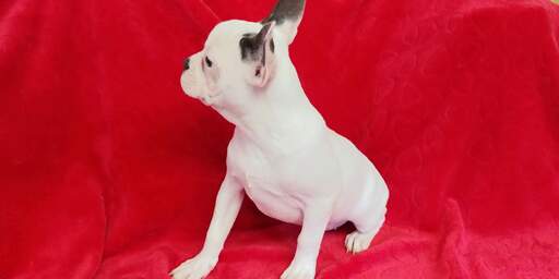 Medium Photo #6 French Bulldog Puppy For Sale in HOUSTON, TX, USA