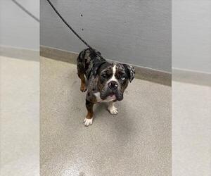 Bulldog-Unknown Mix Dogs for adoption in Las Vegas, NV, USA