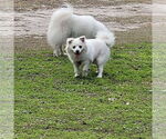 Small #6 American Eskimo Dog