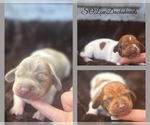 Image preview for Ad Listing. Nickname: Mini Dachshunds