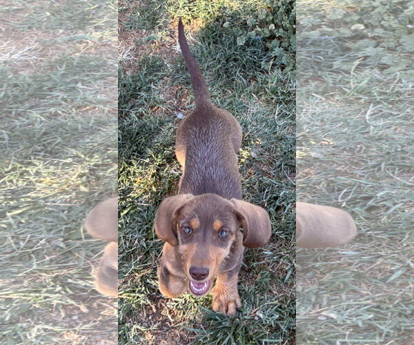 Medium Photo #3 Dachshund Puppy For Sale in Hesperia, CA, USA