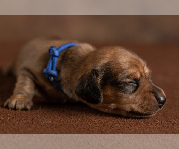 Medium Photo #12 Dachshund Puppy For Sale in CROWLEY, TX, USA