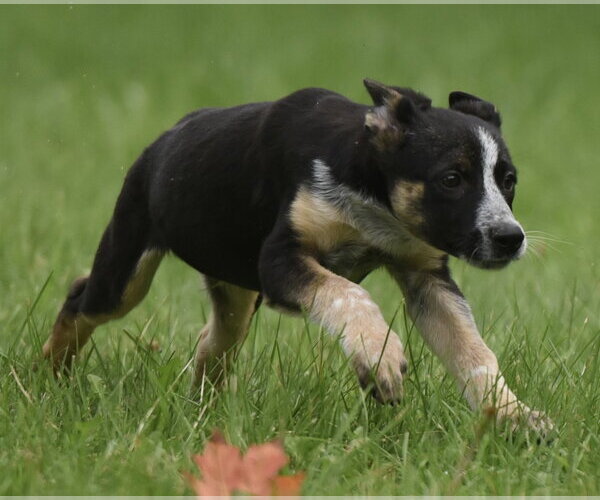Medium Photo #5 Mutt Puppy For Sale in Mechanicsburg, PA, USA
