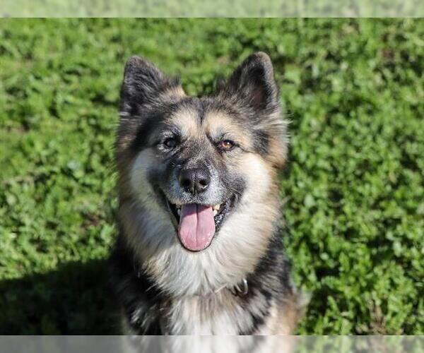 Medium Photo #1 German Shepherd Dog Puppy For Sale in Ojai, CA, USA