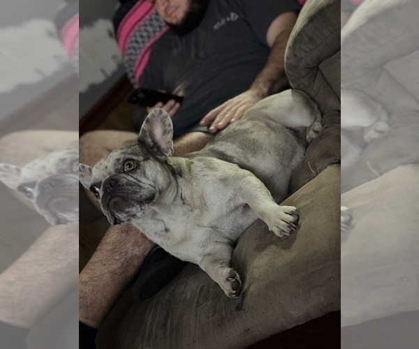 Medium Photo #1 French Bulldog Puppy For Sale in MICANOPY, FL, USA