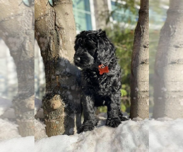 Medium Photo #1 Bernedoodle Puppy For Sale in ANCHORAGE, AK, USA