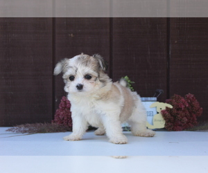 Ewokian Puppy for sale in SEARS, MI, USA