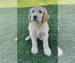 Small Photo #40 Goldendoodle Puppy For Sale in PHOENIX, AZ, USA