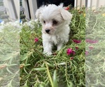 Small #2 Maltese