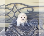 Cheese - Female Maltese Puppy for Sale - Photo #2