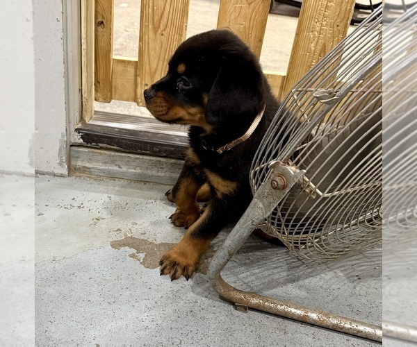 Medium Photo #6 Rottweiler Puppy For Sale in BRIGHTON, CO, USA