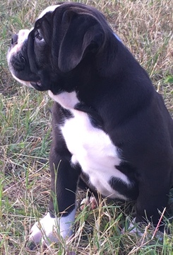 Medium Photo #2 Olde English Bulldogge Puppy For Sale in CANYON LAKE, TX, USA