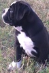 Small Photo #2 Olde English Bulldogge Puppy For Sale in CANYON LAKE, TX, USA
