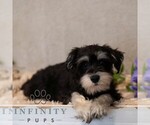 Small #2 Schnauzer (Miniature)