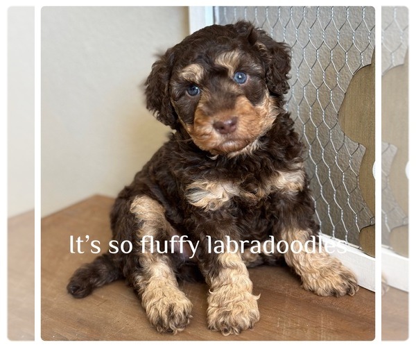 Medium Photo #3 Poodle (Miniature) Puppy For Sale in GROVELAND, FL, USA