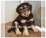 Small Photo #3 Poodle (Miniature) Puppy For Sale in GROVELAND, FL, USA