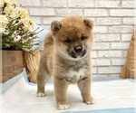 Small Photo #8 Shiba Inu Puppy For Sale in MANHATTAN, NY, USA