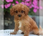 Small #2 Cavapoo