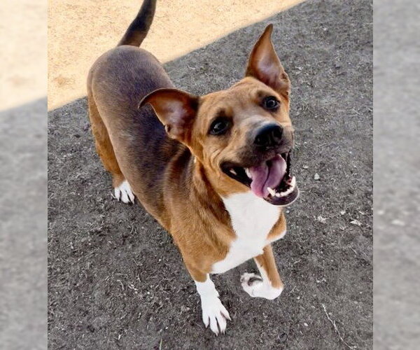 Medium Photo #1 Staffordshire Bull Terrier Puppy For Sale in Bakersfield, CA, USA