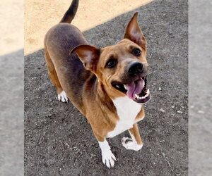 Staffordshire Bull Terrier Dogs for adoption in Bakersfield, CA, USA