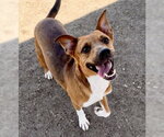 Small Staffordshire Bull Terrier