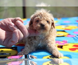 Poodle (Miniature) Puppy for sale in UNION CITY, TN, USA