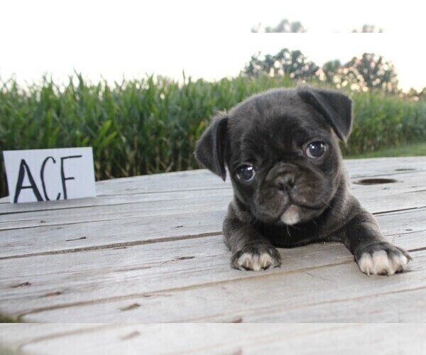 Medium Photo #2 Pug Puppy For Sale in BROOKVILLE, OH, USA