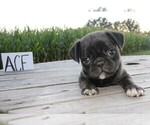 Small Photo #2 Pug Puppy For Sale in BROOKVILLE, OH, USA